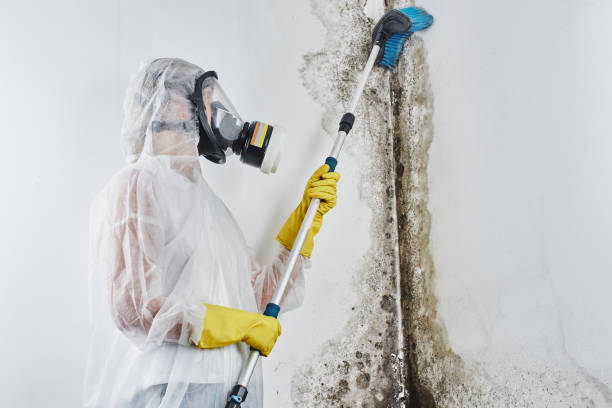 Best White Mold Remediation in Gardnerville, NV