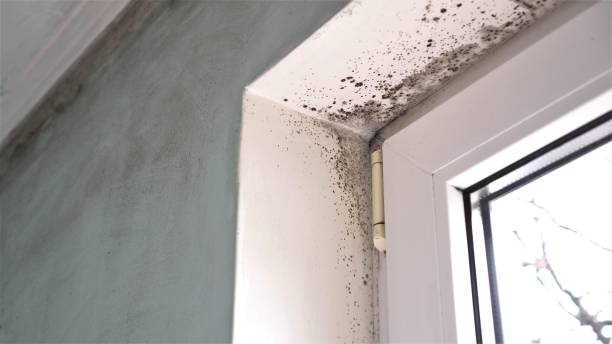 Best Residential Mold Remediation in Gardnerville, NV