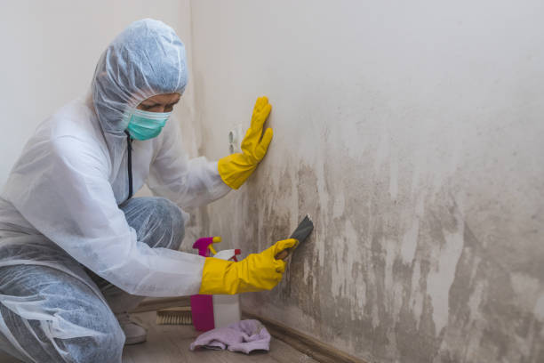 Best Crawl Space Mold Remediation in Gardnerville, NV