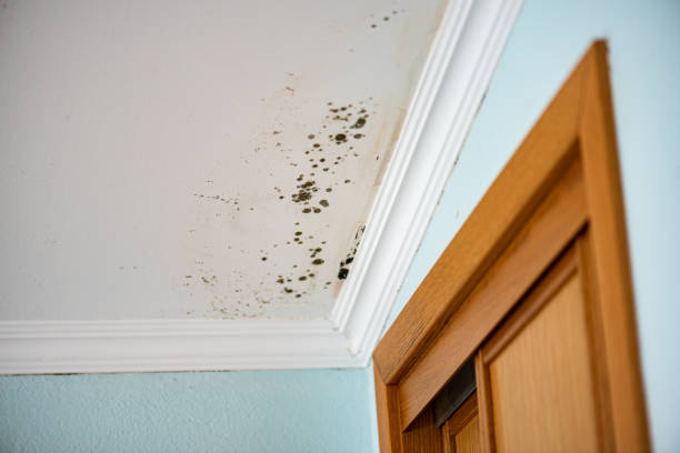 Best Mold Remediation for Schools in Gardnerville, NV