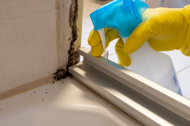 Best Localized Mold Remediation (e.g., coastal areas, humid climates) in Gardnerville, NV