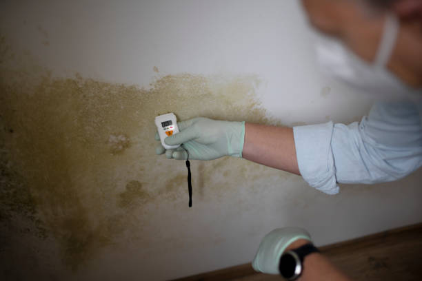 Best Insurance-Related Mold Remediation in Gardnerville, NV