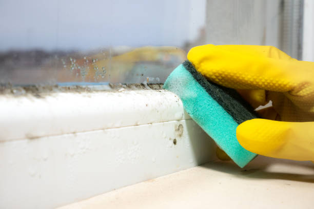 Professional Mold Remediation in Gardnerville, NV