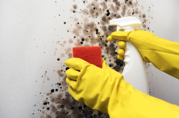 Best Kitchen Mold Remediation in Gardnerville, NV