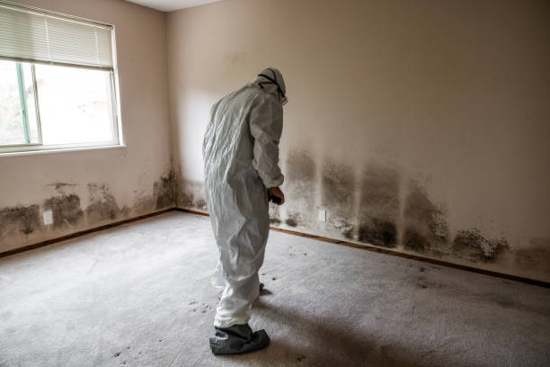 Best Insurance-Related Mold Remediation in Gardnerville, NV