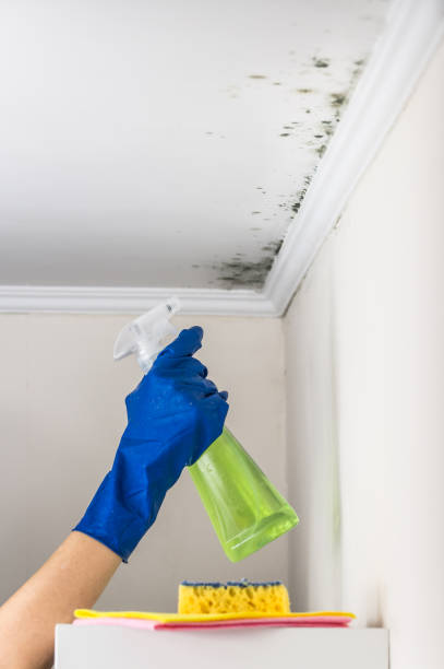 Best Health and Safety Mold Remediation in Gardnerville, NV